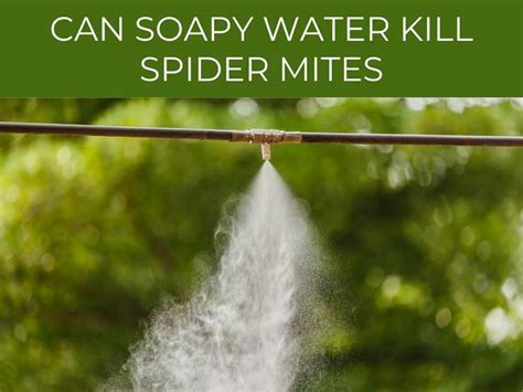 Does Dawn Soap Kill Spider Mites