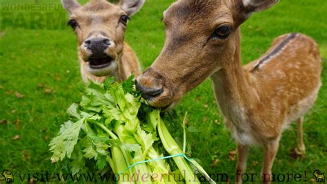 does deer eat celery