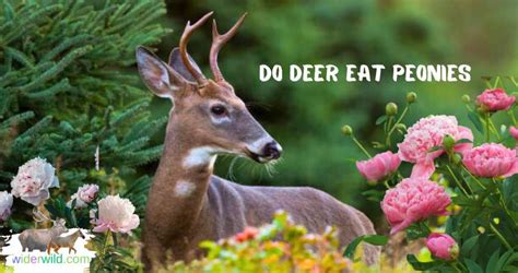 does deer eat peony