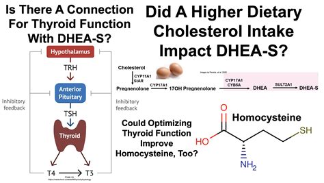 Does Dhea Affect Thyroid