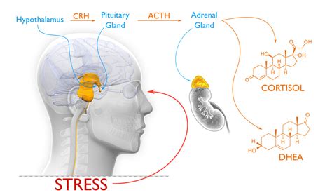 Does Dhea Decrease Cortisol
