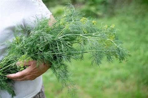 Does Dill Grow In Shade