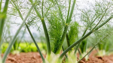 Does Dill Grow On Fennel