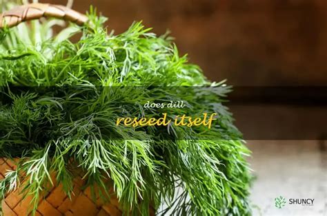 Does Dill Reseed Itself