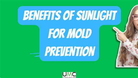 Does Direct Sunlight Kill Mold