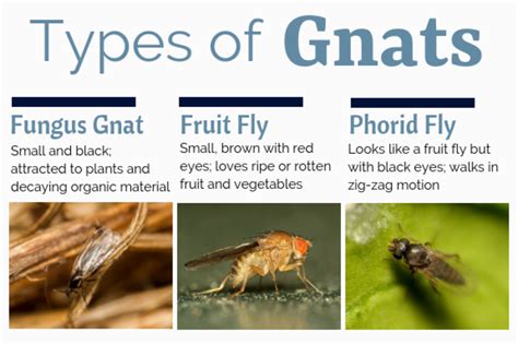 Does Dirt Attract Gnats