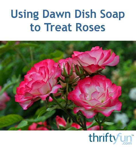 Does Dish Soap Harm Roses