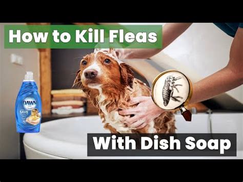 Does Dish Soap Kill Fleas Reddit