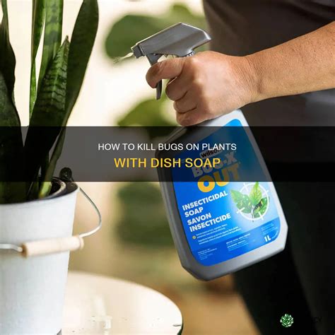 Does Dish Soap Kill Plant Bugs