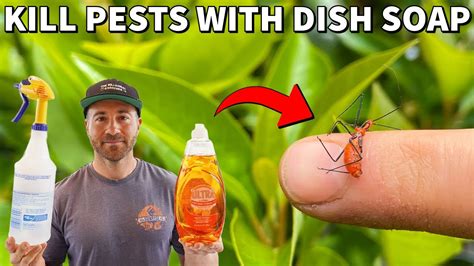 Does Dishwashing Soap Kill Bees