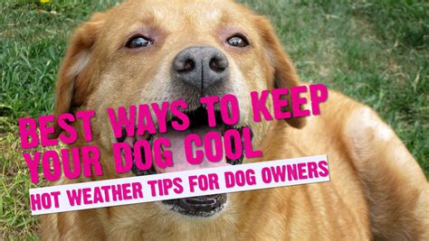 Does Dog Fur Keep Dogs Cool