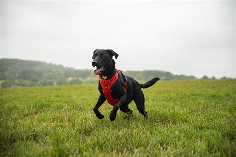 Does Dog Harness Help Pulling