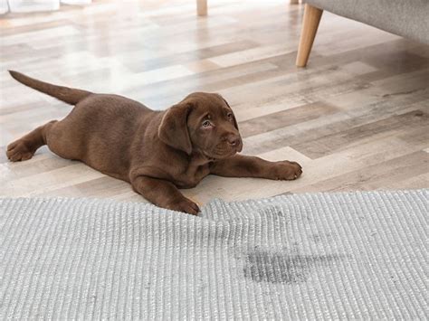 Does Dog Pee Stain Bedding