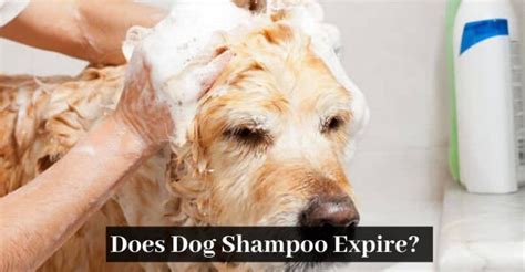 Does Dog Shampoo Go Off