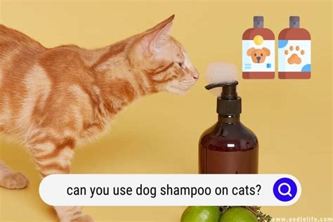 Does Dog Shampoo Work On Cats