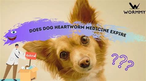 Does Dog Wormer Expire