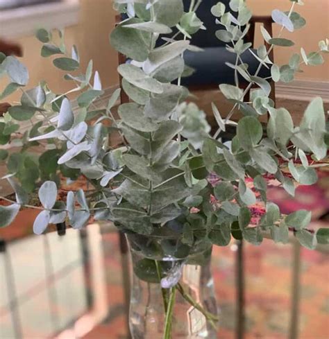 Does Dried Eucalyptus Go Bad