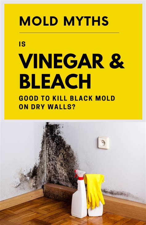 Does Dry Cleaning Kill Black Mold