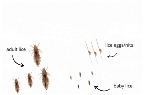 Does Drying Pillows Kill Lice