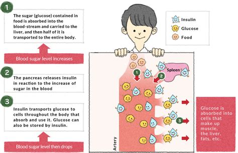 Does Eating Sugar Increase Glucose Levels