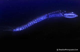 does eel have bioluminescence