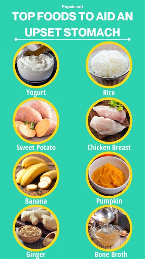 Does Egg Help Settle A Dog S Stomach