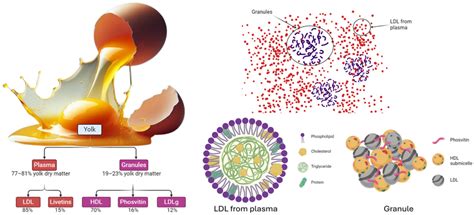 Does Egg Yolk Have Ldl