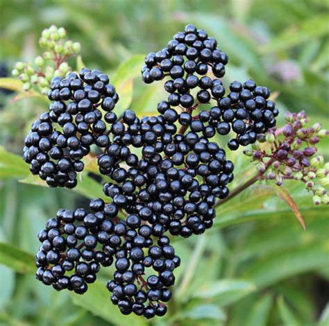 Does Elderberry And Zinc Work