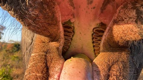 Does Elephants Have Teeth