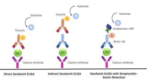 does elisa use antibodies