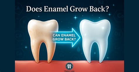 Unveiling the Truth: Can Enamel Really Grow Back?