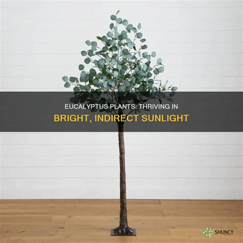 Does Eucalyptus Need Light