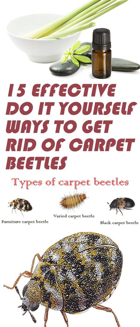 does eucalyptus repel carpet beetles