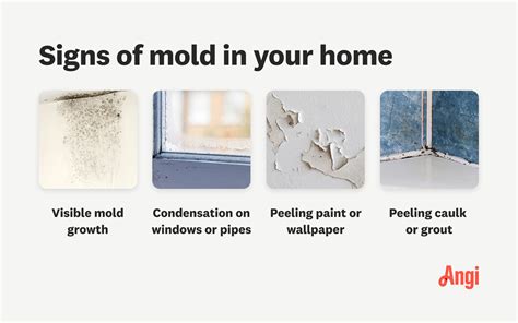 Does Every Home Have Mold