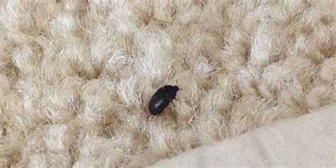 does everyone have carpet beetles