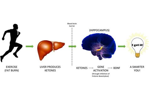 Does Exercise Increase Ketones