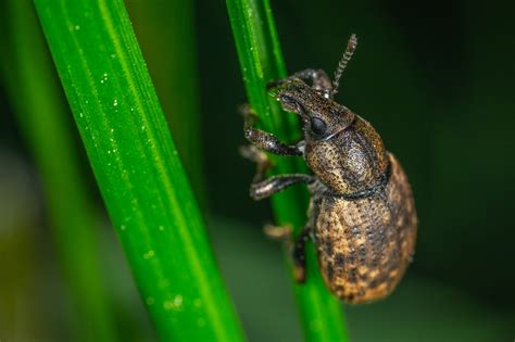 Does Fake Grass Attract Bugs