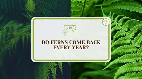 Does Ferns Come Back Every Year