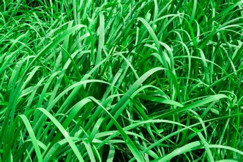 does fescue grass grow in florida