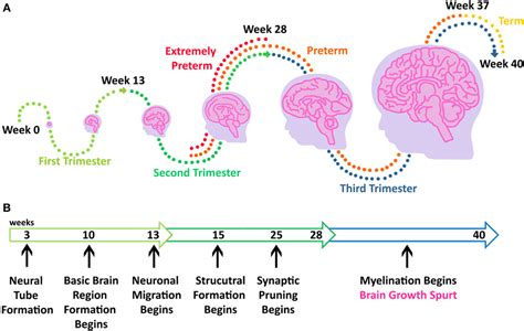 does fetanyl impact infant brain development