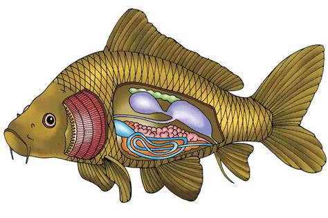 Does Fish Oil Harm Kidneys