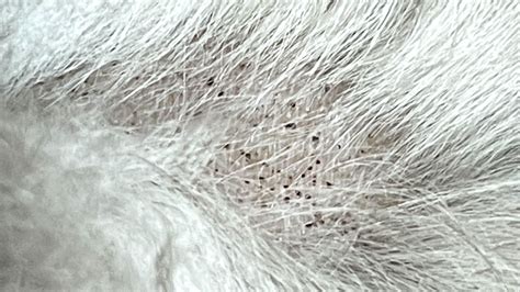Does Flea Shampoo Work On Mites