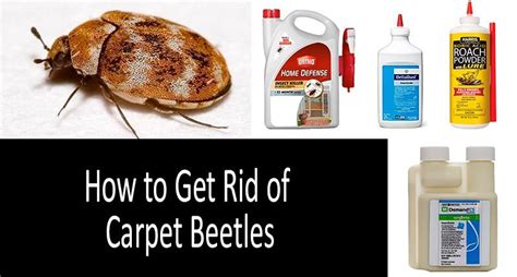 does flea spray work on carpet beetles