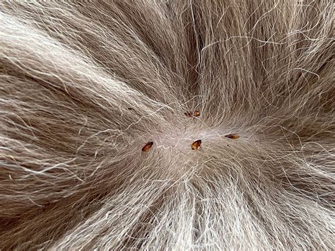 does flea spread carpet from dogs