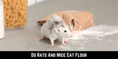 does flour attract mice