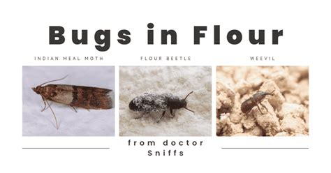 Does Flour Get Bugs
