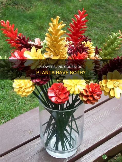 Does Flowering Plants Have Cones