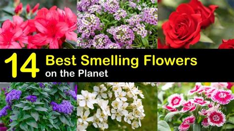 Does Flowers Smell Good