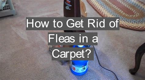 does fogging work on fleas in carpet