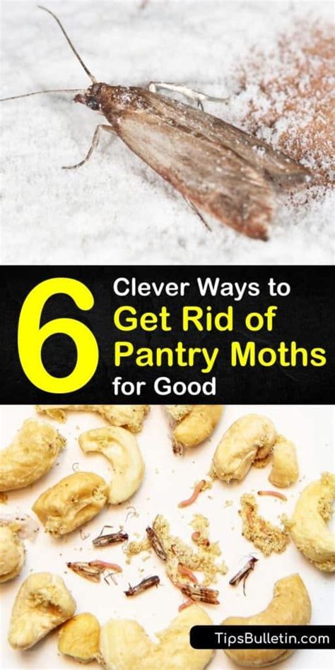 does freezing kill pantry moth eggs